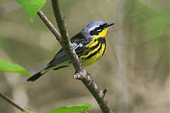 Magnolia Warbler