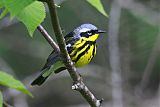 Magnolia Warbler