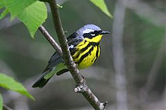 Magnolia Warbler