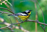 Magnolia Warbler