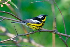 Magnolia Warbler