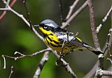 Magnolia Warbler