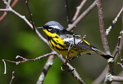 Magnolia Warbler