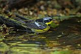 Magnolia Warbler