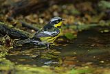 Magnolia Warbler