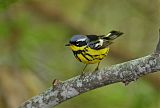 Magnolia Warbler