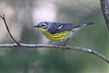 Magnolia Warbler