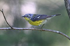 Magnolia Warbler