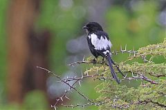 Magpie Shrike