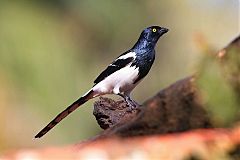 Magpie Tanager