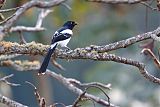 Magpie Tanager