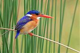 Malachite Kingfisher