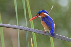 Malachite Kingfisher