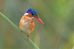 Malachite Kingfisher