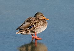 Mallard