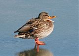 Mallard