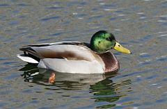 Mallard