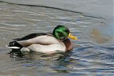 Mallard