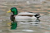 Mallard