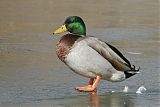 Mallardborder=