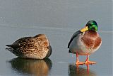 Mallard