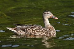 Mallard