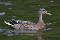 Mallard