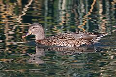 Mallard