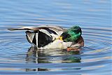 Mallard