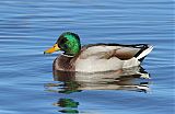 Mallardborder=