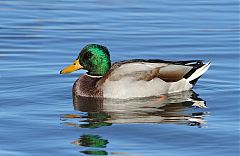 Mallard