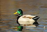 Mallard