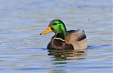 Mallard