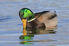 Mallard