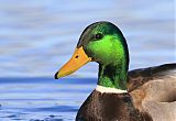 Mallardborder=