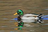 Mallard