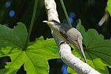 Mangrove Cuckooborder=