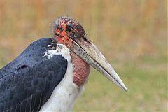 Marabou Stork