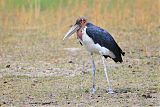 Marabou Stork