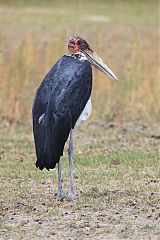 Marabou Stork