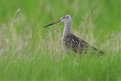 Marbled Godwit