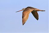 Marbled Godwit