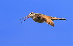 Marbled Godwit