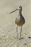 Marbled Godwit