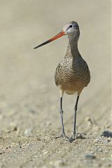 Marbled Godwit