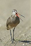 Marbled Godwit