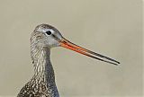 Marbled Godwit