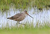 Marbled Godwit