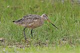 Marbled Godwit