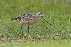 Marbled Godwit